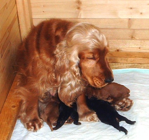 geschafft, 5 muntere Welpen geh�ren mir