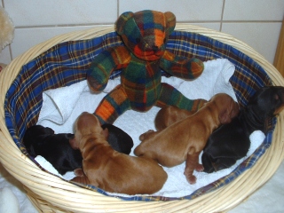 unser Maskottchen Fridolin