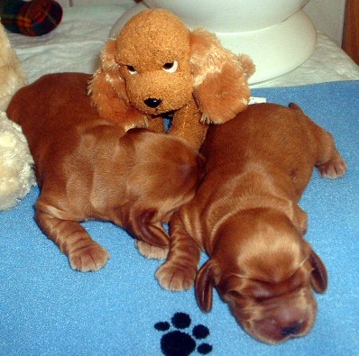 keiner spielt mit mir, faule Hunde